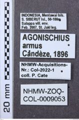 Etikett zu Agonischius armus (Candèze, 1896)